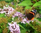 Vanessa Atalanta su sfiori di Buddleia Davidii