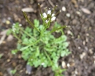 Fiore di Billeri con Silique