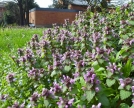 Falsa ortica (Lamium purpureum)