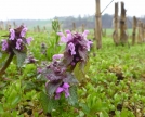 fiori di Lamium purpureum