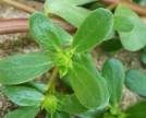 Bocciolo-di-fiore-di-Portulaca