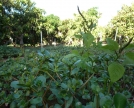 Portulaca-tra-Mangos-e-Mangas