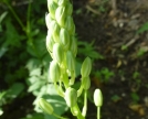 Ornithogalum-pyrenaicum-o-asparago-